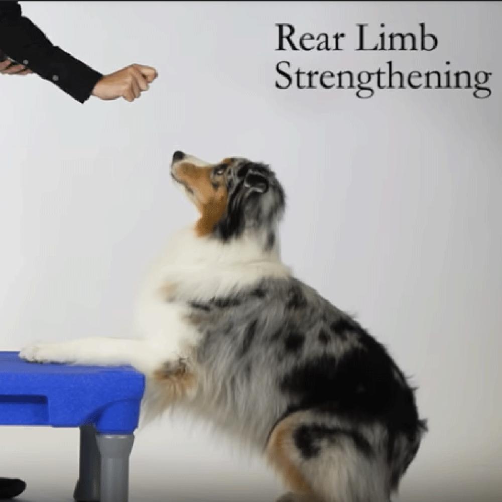 Canine Conditioning Video
