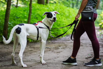 Multi-Function Leash
