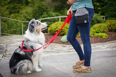 Multi-Function Leash