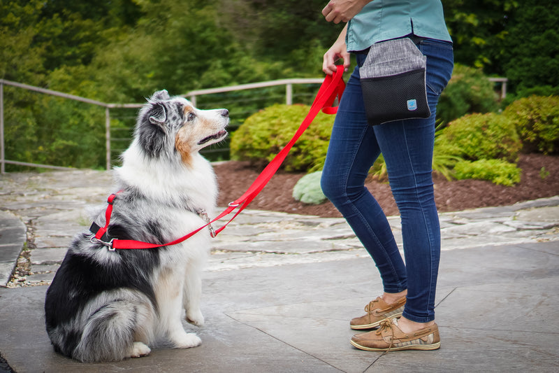 Multi-Function Leash