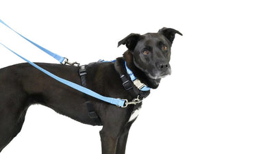 Multi-Function Leash