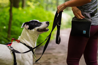 Multi-Function Leash