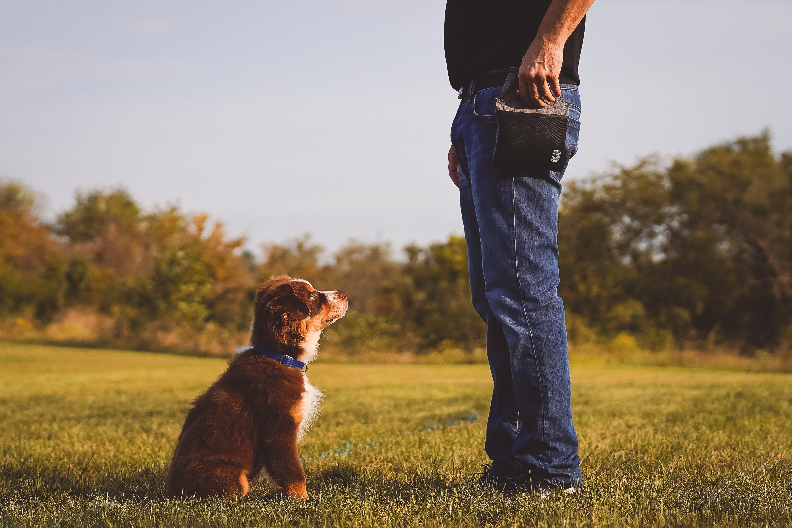 About Blue-9 Pet Products | Designed by Dog People